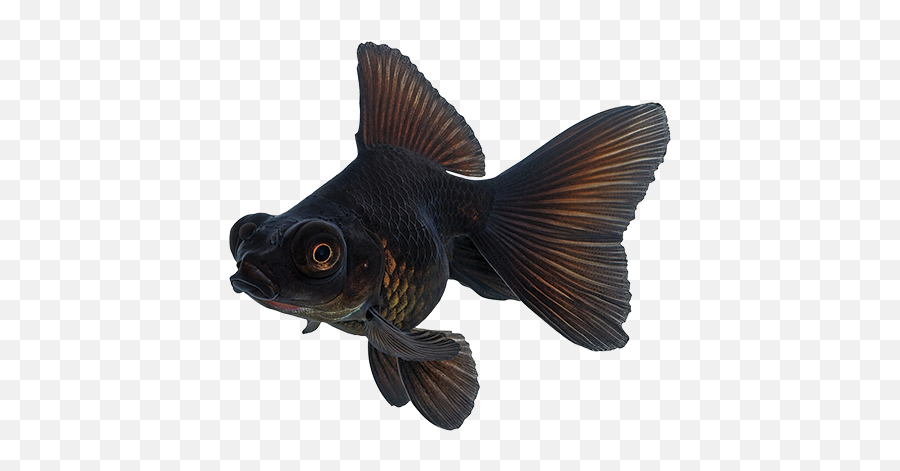 Goldfish Care Sheet - Black Moor Gold Fish Png,Goldfish Transparent