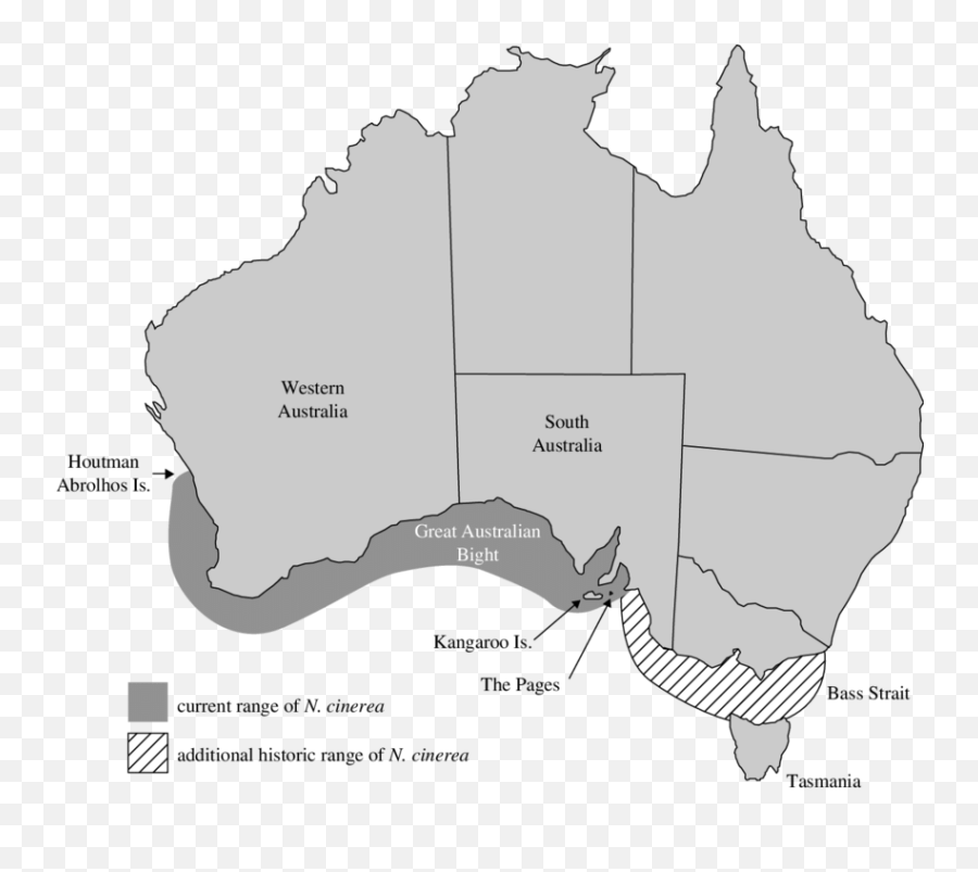 Distribution Of Extant Australian Sea Lion Breeding Colonies - Australian Sea Lion Png,Sea Lion Png