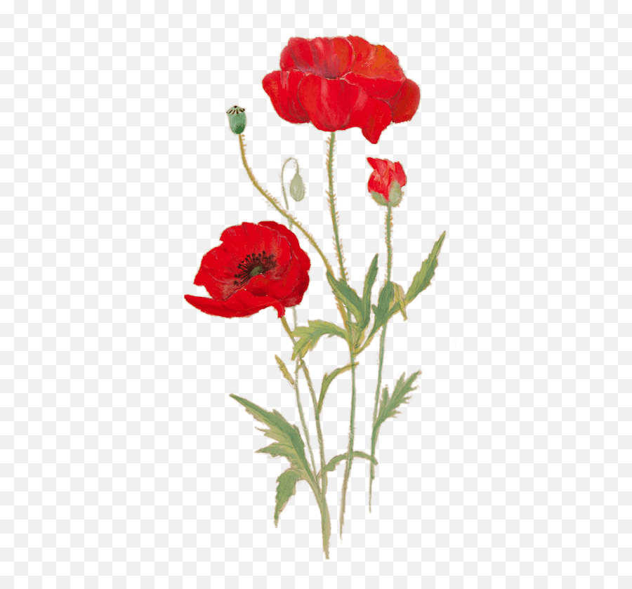 Download Hd This Free Exhibition Will - Poppy Flower Png Transparent,Poppies Png