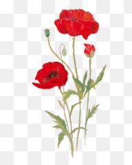 Download Hd This Free Exhibition Will - Poppy Flower Png Transparent,Poppies Png