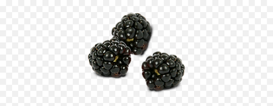 Black Raspberries Rust Wiki Fandom - Black Raspberries Png,Blackberry Icon