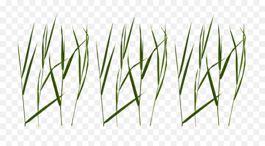 Free Png Download Grass Blade Texture Images Background - Grass Blade Texture,Grass Clipart Transparent