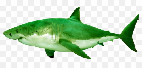 St Lawrence Shark Observatory Ors Geerg - Green png