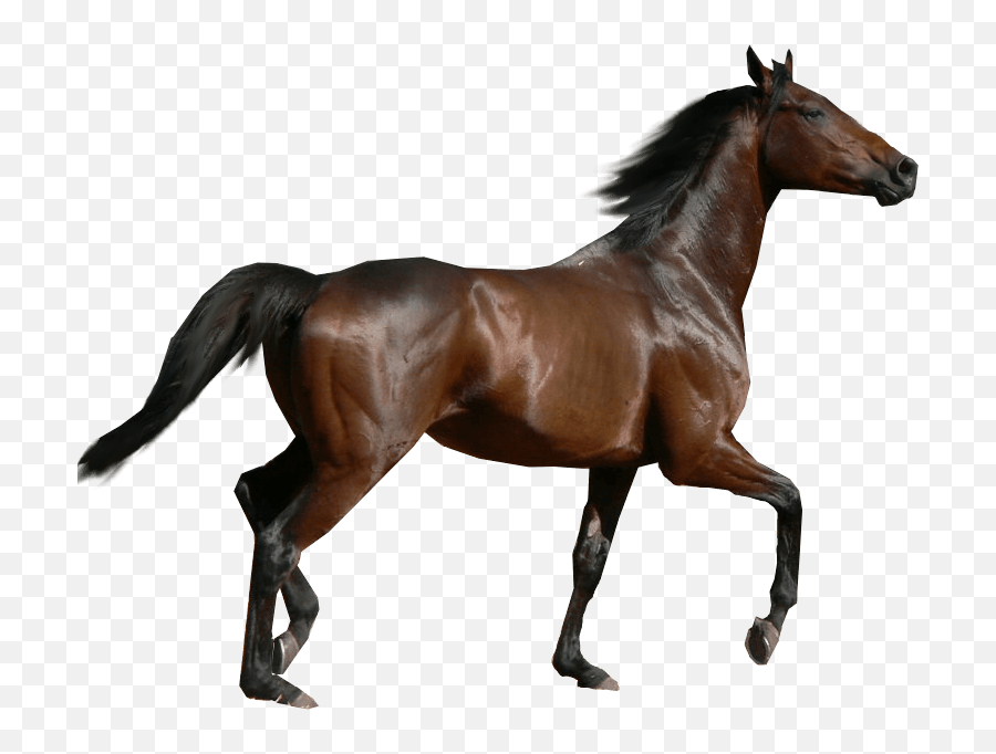 Horse Sideview Transparent Png - Transparent Background Horse Png,Horse Running Png