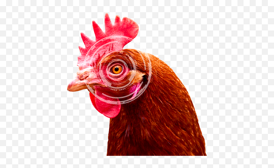 Vision Of Poultry - Lohmann Breeders Comb Png,Chicken Head Icon