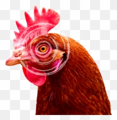 Vision Of Poultry - Lohmann Breeders Comb png