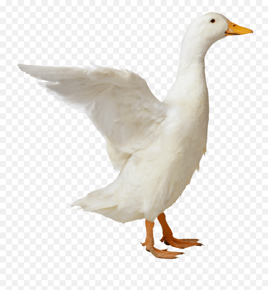 Duck Png Image Icon Favicon - Duck Png,Duck Png