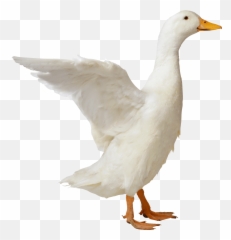 Duck Png Image Icon Favicon - Duck Png,Duck Png