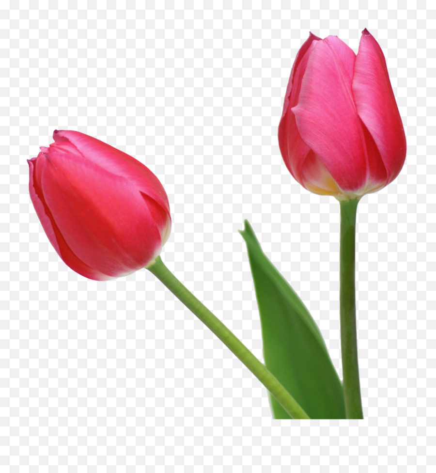 Tulip Png Image - Tulip Flower Transparent Background,Tulip Transparent