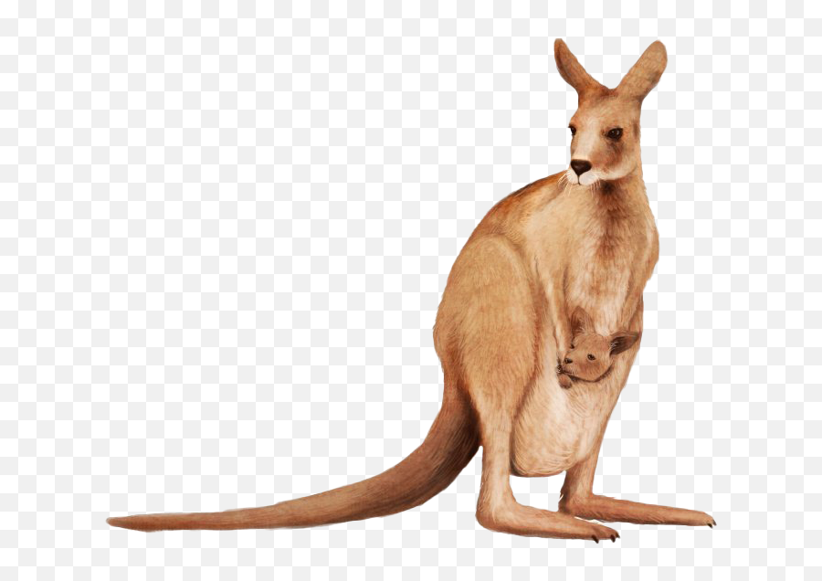 Joey Kangaroo Png Background Image - Kangaroo Png,Kangaroo Transparent Background