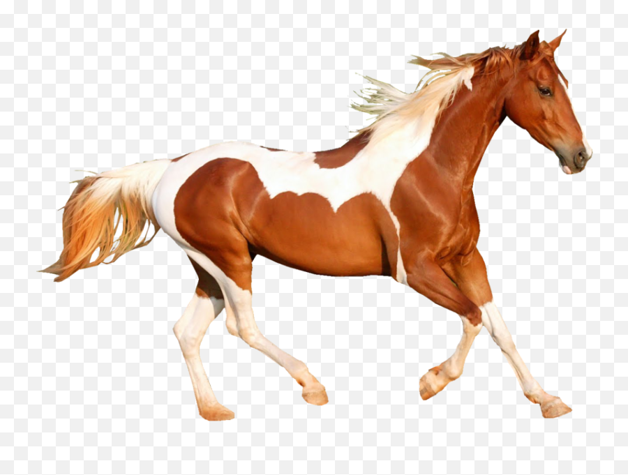 De Pé A Cavalo, Equestre, Trote E Galope png transparente grátis