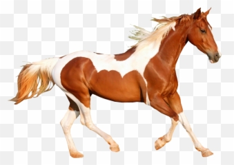 Cavalo Branco Em Png - Horse, Transparent Png - kindpng