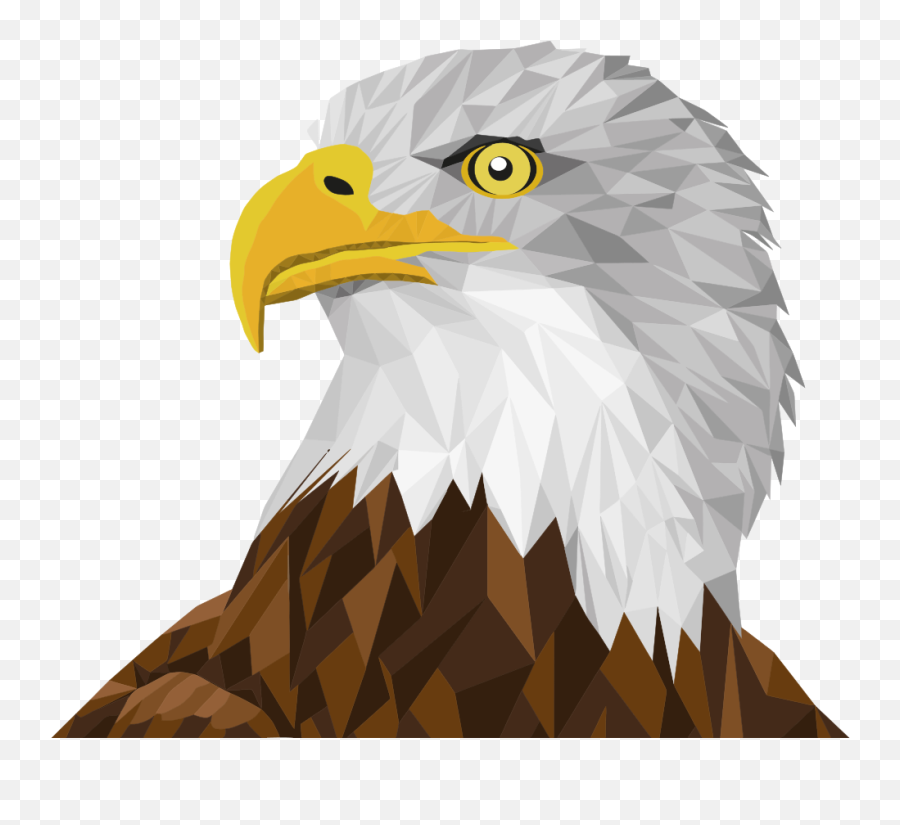 Library Stock Bald Eagle Png Files - Dibujos De Aguilas Con Color,Bald Eagle Transparent