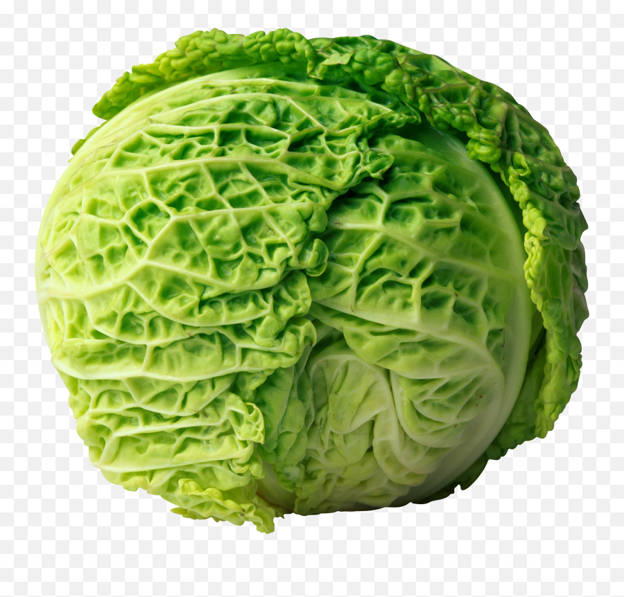 Cabbage Png Image For Free Download - Cabbage,Cabbage Png