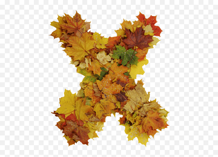 Buy Autumn Font To Get Ready For Design Season Change - Maple Leaf Png,Fall Leave Png