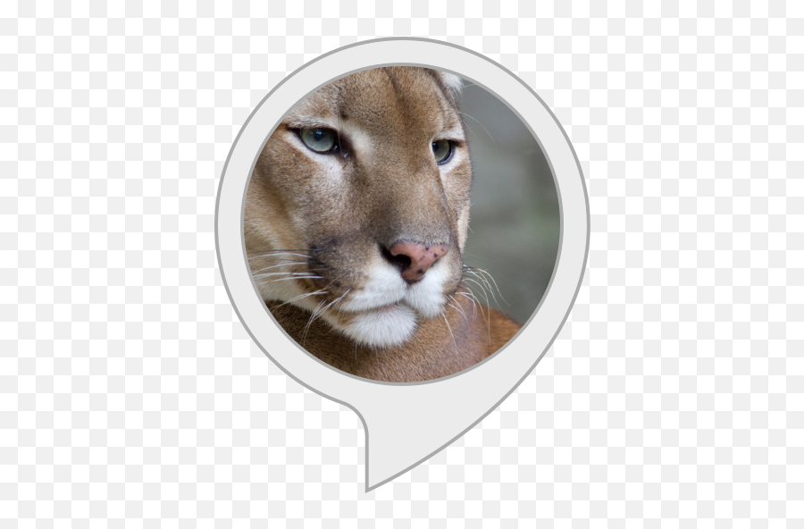 Alexa - Puma Animal Png,Cougar Png