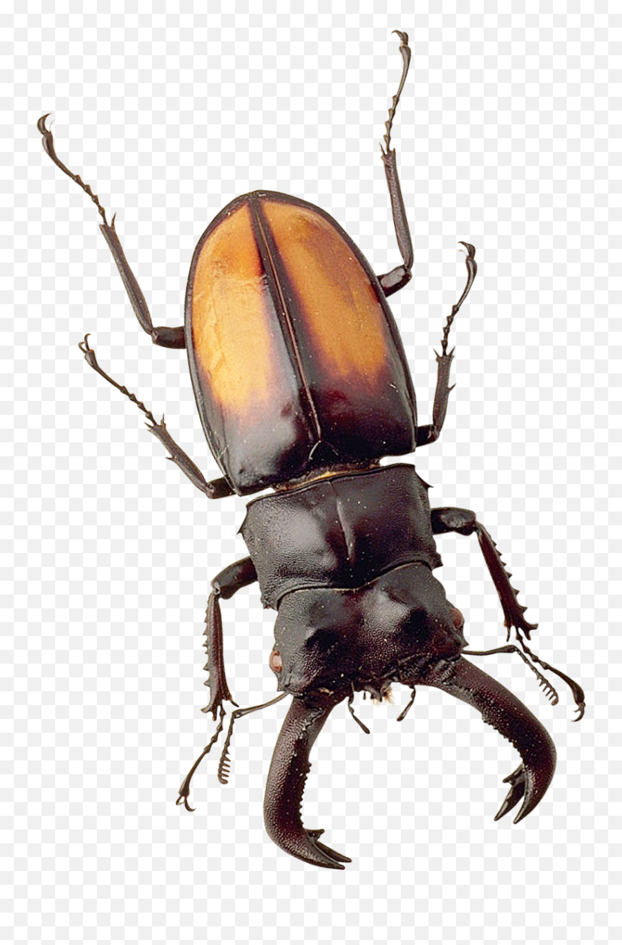 Beetle Png Image For Free Download