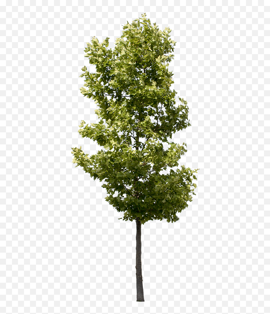 Platanus Occidentalis - Small Transparent Background Tree Png,Small Png Images