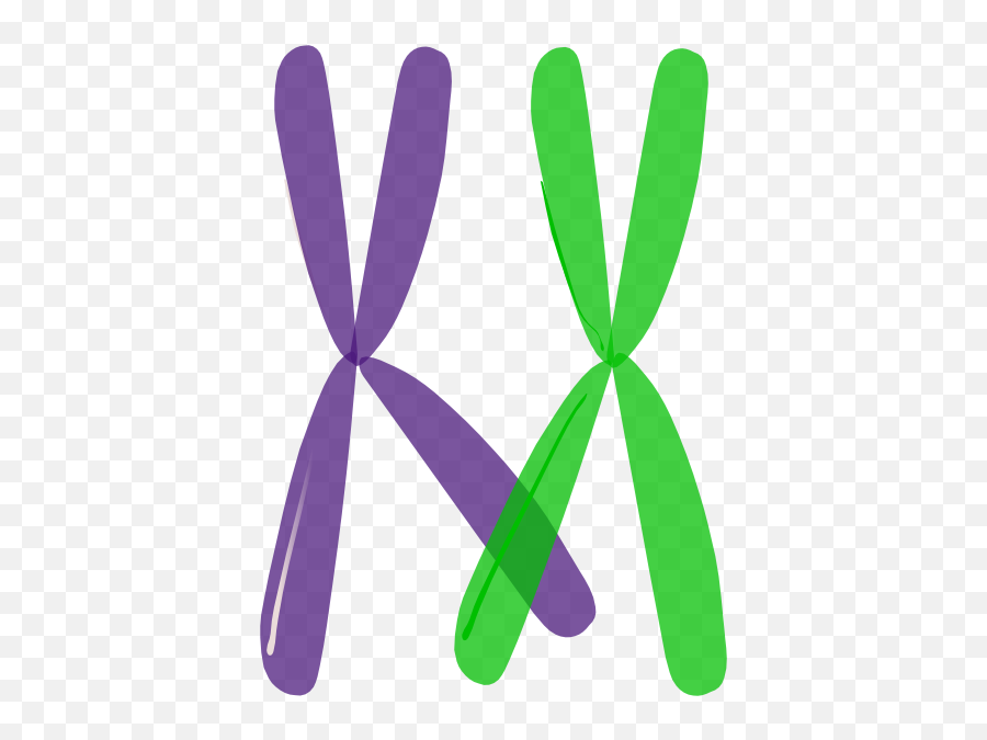 Crossing Over 1 Clip Art - Chromosome Png,Chromosome Png