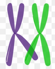 Crossing Over 1 Clip Art - Chromosome Png