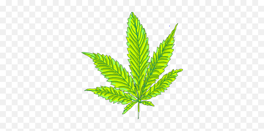 Marijuana Pot Leaf Plant - Marijuana Leaf Png,Pot Leaf Transparent