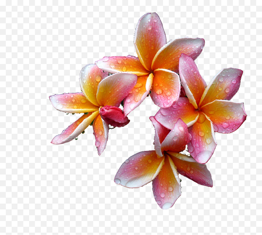 Plumeria Flowers Png Free Download - Plumeria Oil Png,Plumeria Flower Png