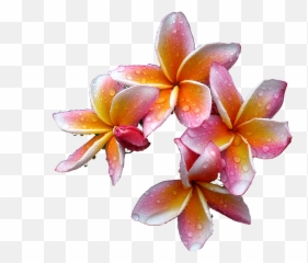 Plumeria Flowers Png Free Download - Plumeria Oil Png,Plumeria Flower Png