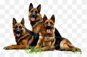 German Shepherd Png - Png,German Shepherd Png