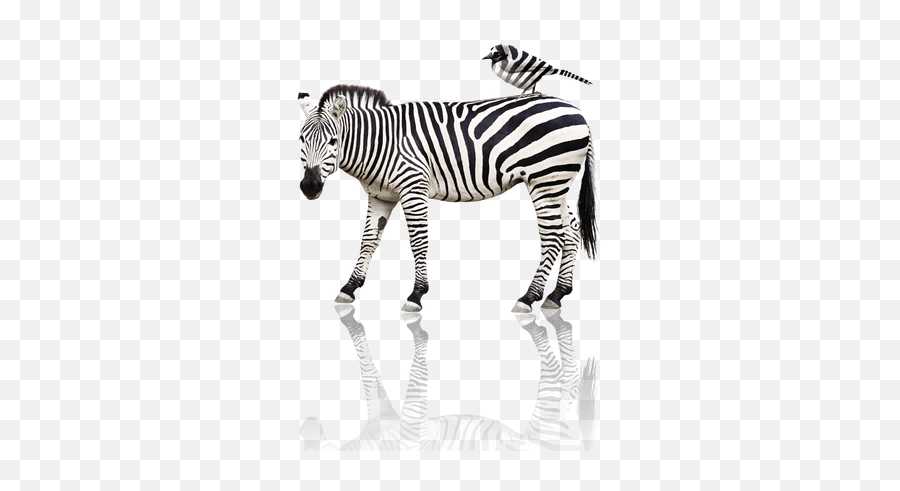 Zebra Png Images - Animals And Their Baby Flashcard,Zebra Png