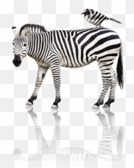 Zebra Png Images - Animals And Their Baby Flashcard,Zebra Png