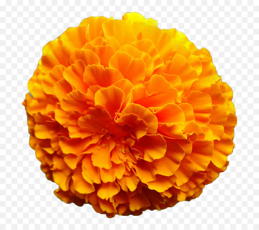 Mexican Marigold Flower Calendula - Orange Marigold Flower Png,Marigold Png