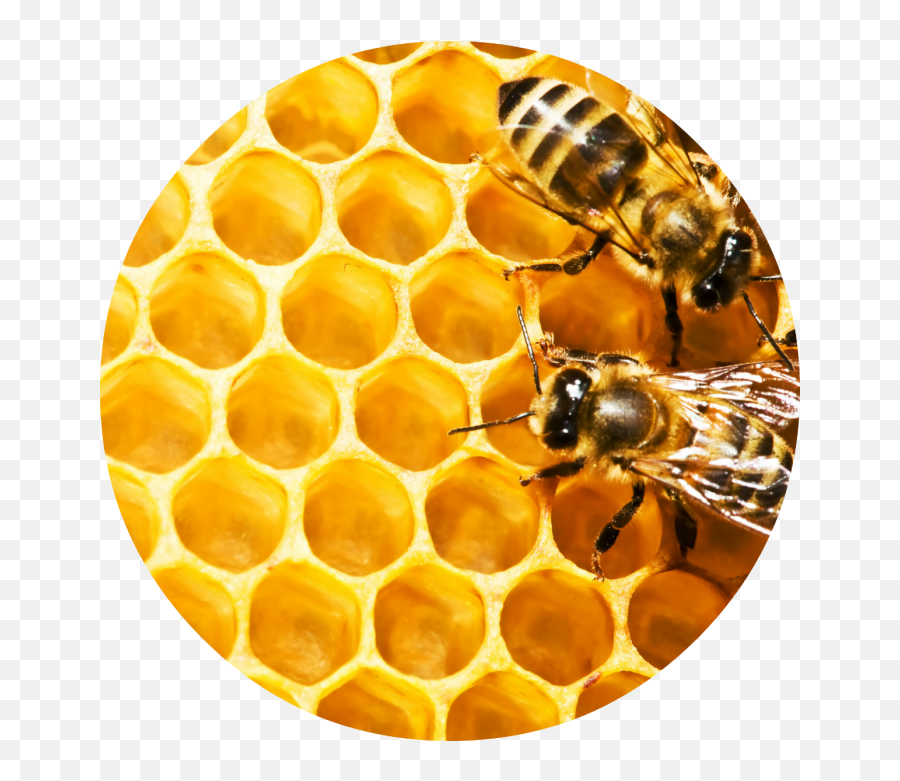 Free Honeycomb Transparent Background Download Clip - Honeycomb Circle Png,Honey Comb Png