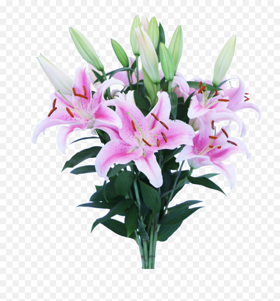 Oriental Lilies U2013 Connectaflor - Stargazer Lily Png,White Lily Png