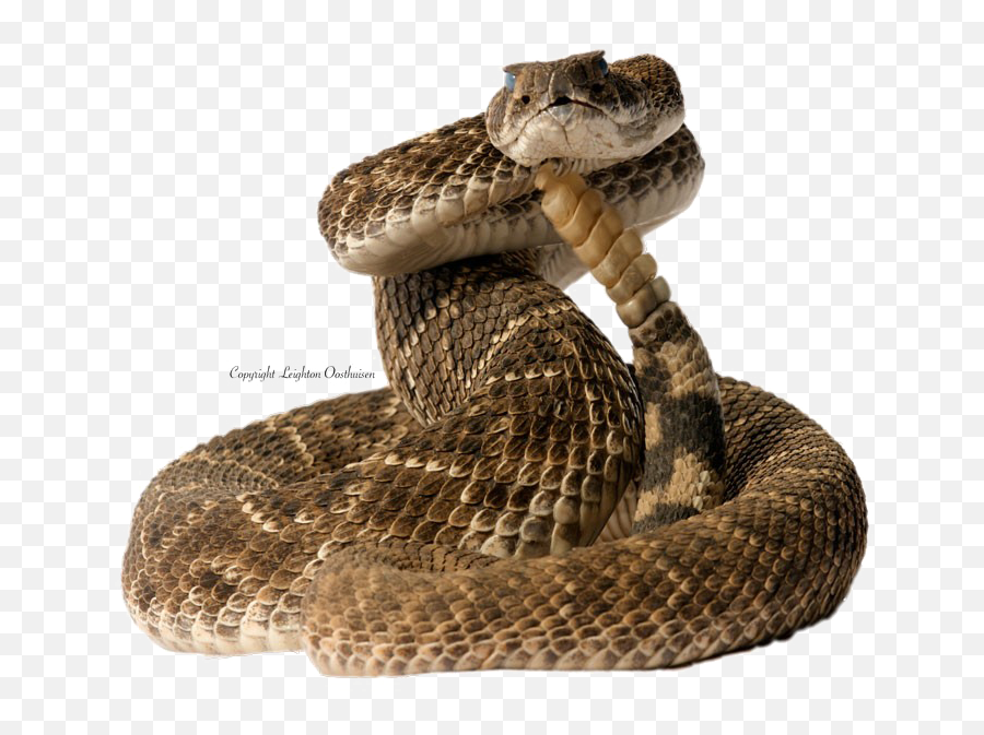 Diamondback Snake Png Pic - Transparent Rattlesnake Png,Rattlesnake Png