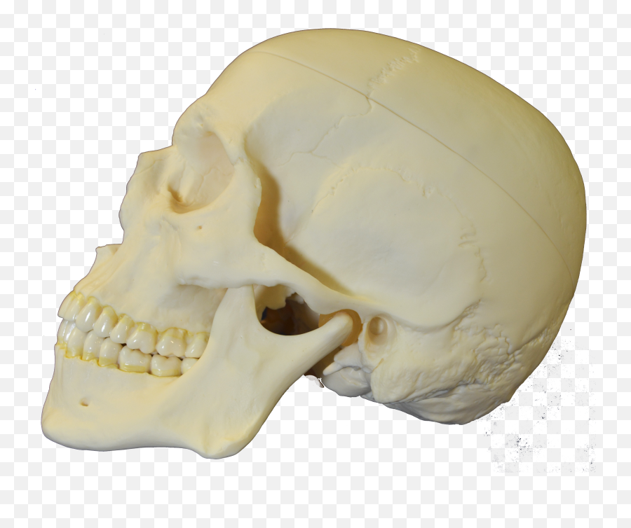 Fileskull - Lateralpng Wikimedia Commons Tautavel Man,Skeleton Head Png
