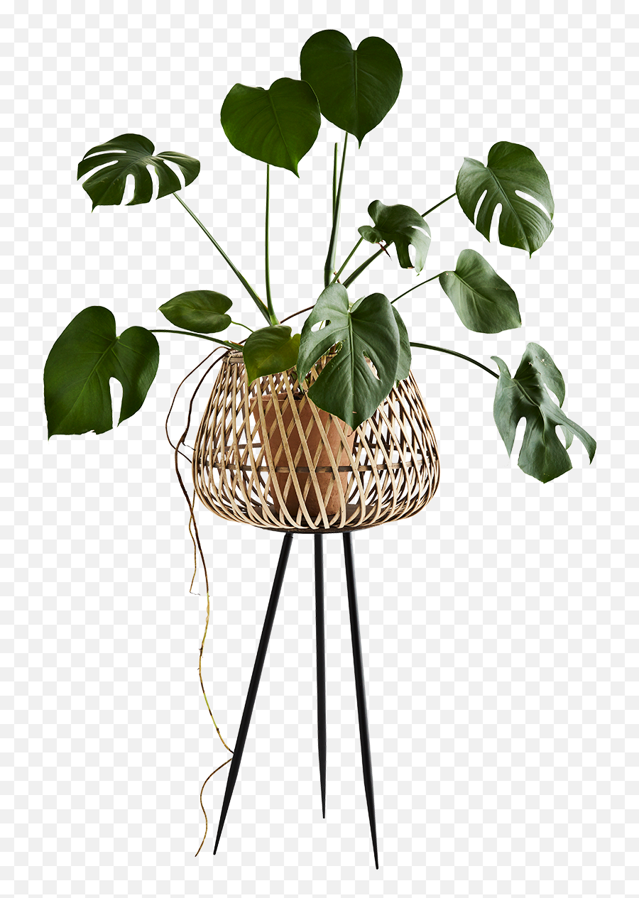 Bamboo Flower Stand - Bamboo Full Size Png Download Seekpng Bamboo Flower Stand,Bamboo Png