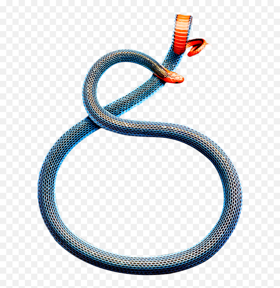 Blue Malaysian Coral Snake Cutouts - Vertical Png,Snake Transparent