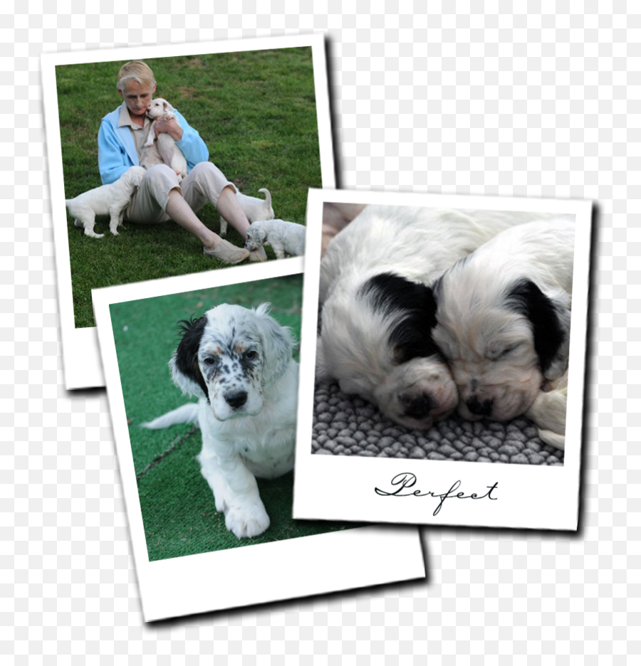 English Setter Puppies In Minnesota Aerden Setters - Picture Frame Png,Puppies Png