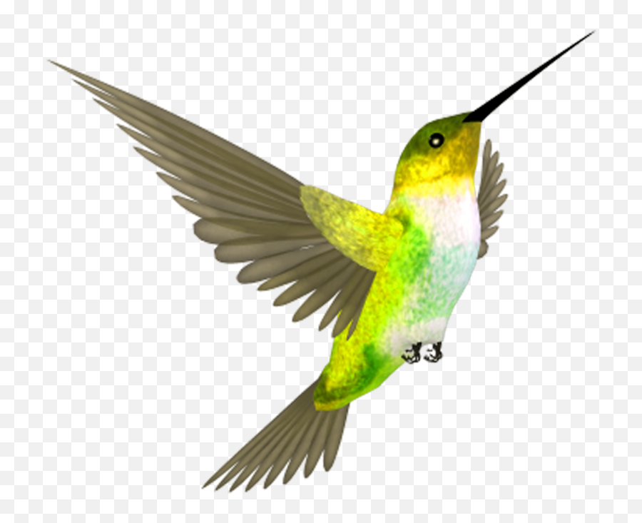 Hummingbird Png Clipart - Hummingbird Png,Hummingbird Png