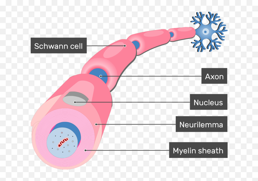 Myelination Of Axons By Schwann Cells - Schwann Cells Png,Cells Png