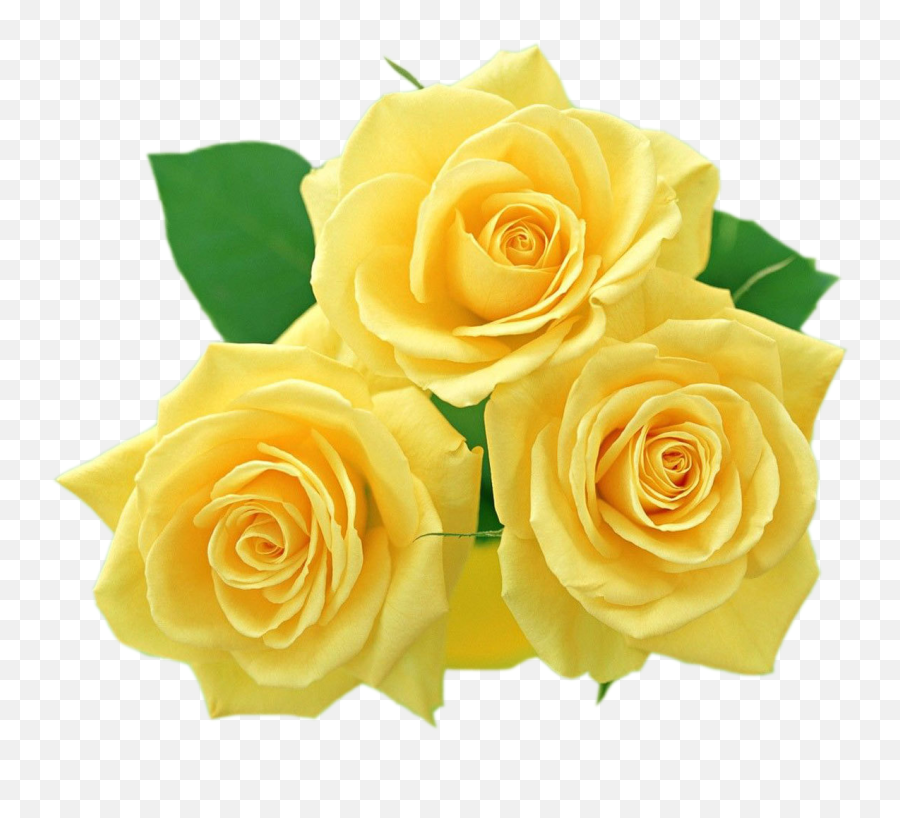 Yellow Roses Png Clipart - Yellow Roses Clipart,Yellow Roses Png