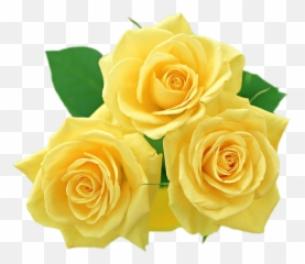 Yellow Roses Png Clipart