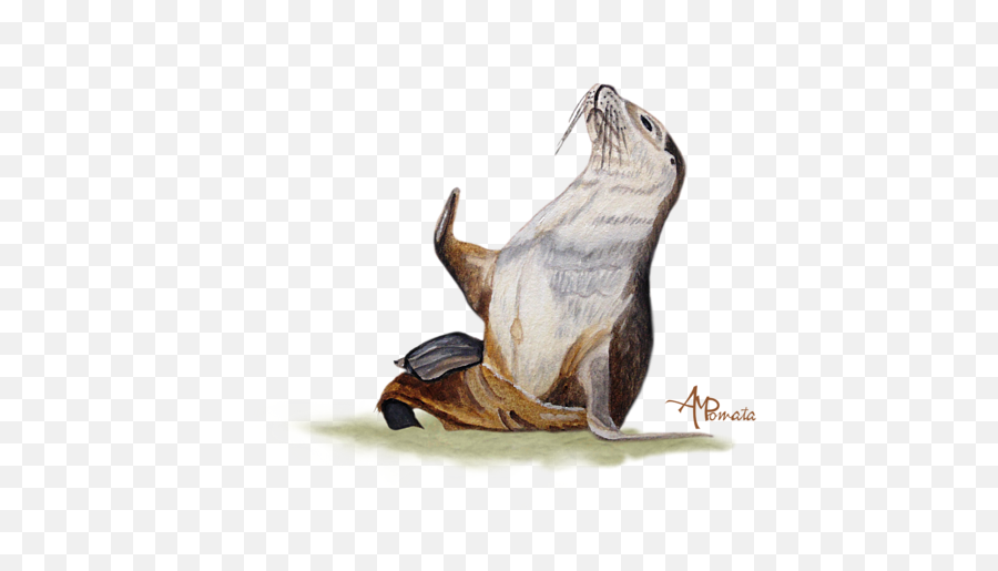 Download Hd Click And Drag To Re - Position The Image If Sea Lion Watercolor Png,Sea Lion Png