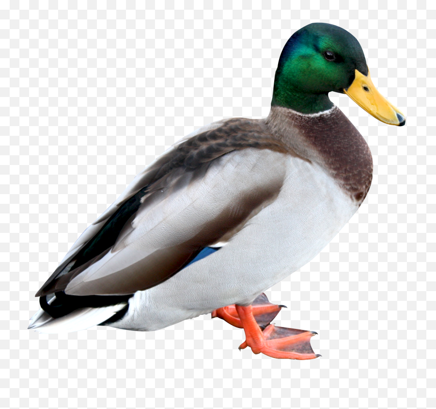 Duck Png Image - Duck Png,Duck Png