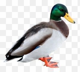 Duck Png Image - Duck Png,Duck Png