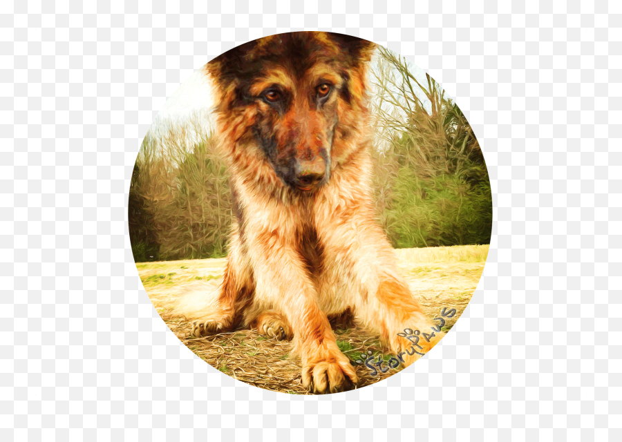 Mischa The German Shepard Rescue Puppyu0027s Story Png Puppy Icon