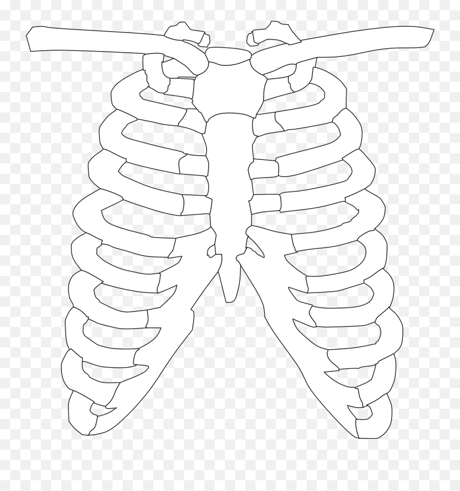 Library Of Back Rib Cage Skeletal Clip Black And White - Clipart Of X Ray Png,Cage Transparent