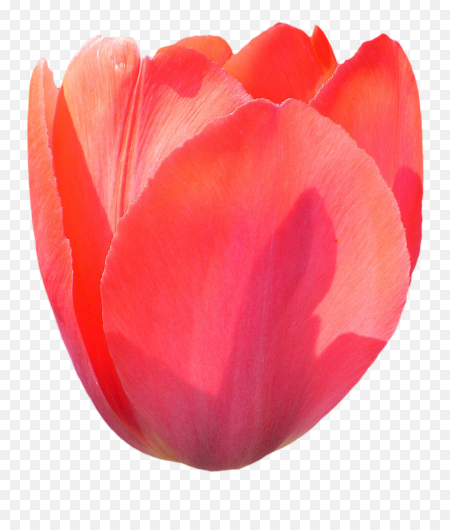 Transparent - Tulip Png,Tulip Transparent