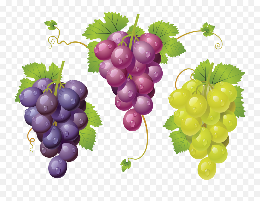 Download Grapes Png Image With No - Grape Cross Stitch Patterns Free,Grapes Png