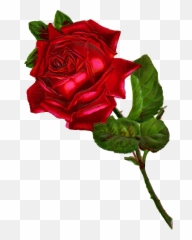 4570book Clipart Single Red Rose In Pack 6172 - Clipart Vintage Red Rose Png,Red Rose Png